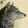 Character Portrait: Shamus