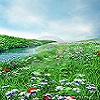Haya Meadows