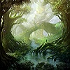 The Forest Heart