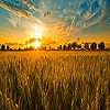 The Saffron Wheatfields