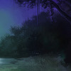 Eterna Forest