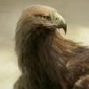 Character Portrait: The King of the Condors