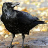 Character Portrait: Crowson