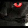 Character Portrait: El Gato De La Muerte