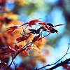 Character Portrait: October Sky