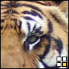 Character Portrait: Tigerlily