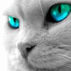 Warrior Cats: The New Clans